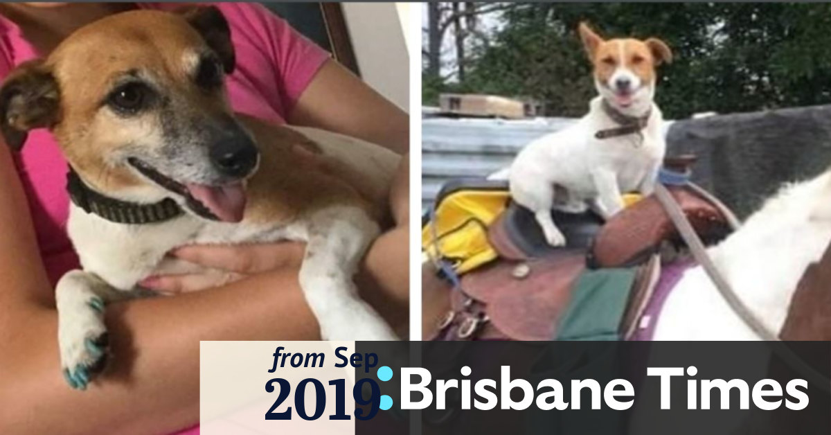 Threats hand delivered before Queensland dogs died